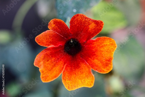 red flower in the garden