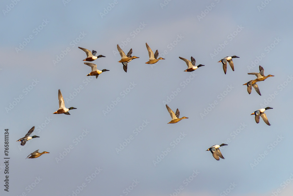 Flock of Northern shoveler (Spatula clypeata) in flight. Gelderland in the Netherlands.                                                   
