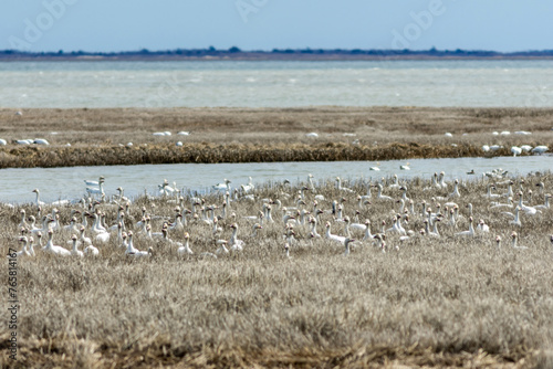 Snow Geese, Anser caerulescens, in tidal grass on a bright winter day with blue skies in Oceanville NJ photo