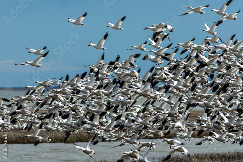 Snow Geese, Anser caerulescens, take off in unision from tidal grass on a bright winter day with blue skies in Oceanville NJ