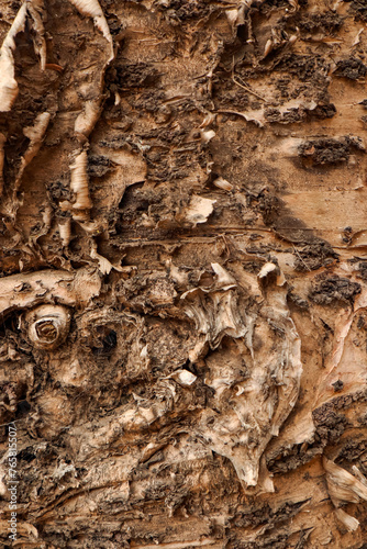 corteza de tronco de árbol pinsapo photo