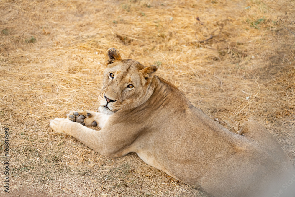 Fototapeta premium A close up shot of a lioness lying in the dry grass of the South African savannah looking directly into the camera