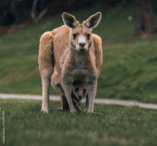 Australian western grey kangaroo with baby joey in pouch, new south wales, australia