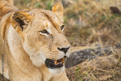 Close up portrait of a female lion in the South African savannah showing her teeth