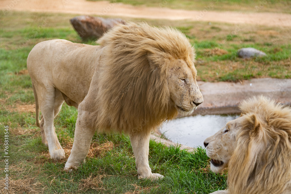 Two rare white lions at an artificial water pond in South Africa Two rare white lions at an artificial water pond in South Africa