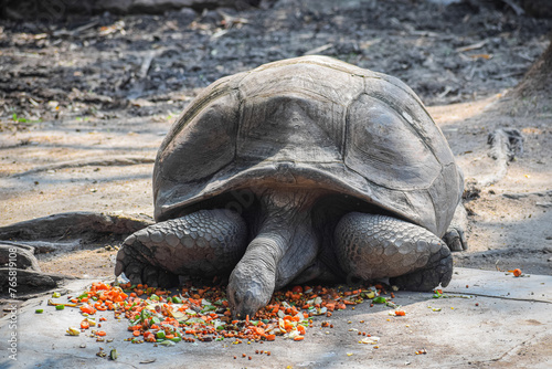 Closeup of the Giant Tortoise eating food. Huge reptile and exotic animal, Testudinidae.