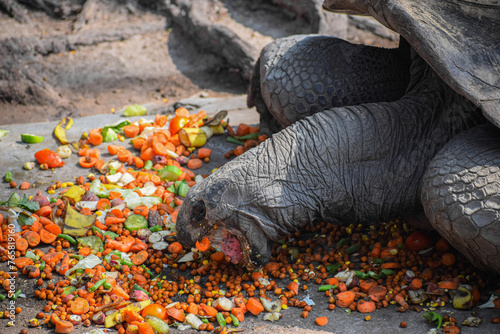 Closeup of the Giant Tortoise eating food. Huge reptile and exotic animal, Testudinidae. photo
