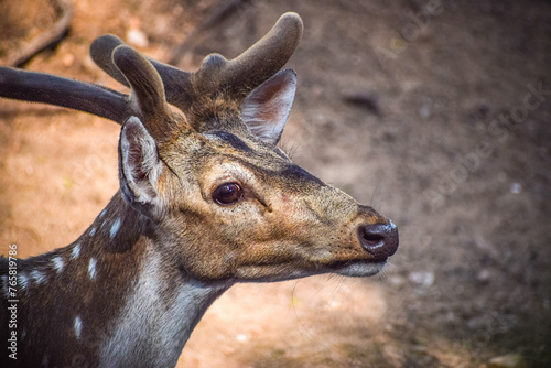Obraz na plátně The chital or cheetal, also known as the spotted deer