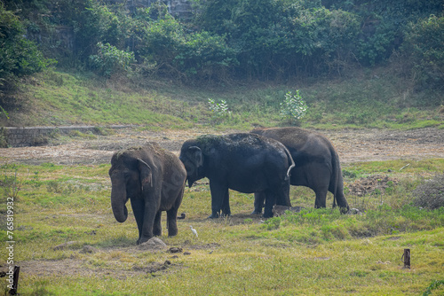 Photography Herd of Indian elephants grazing in the grassland