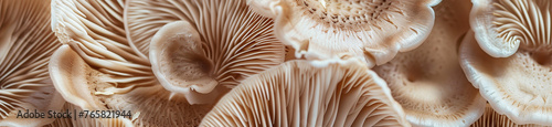Close-up Elegance, Mushrooms' Gills in Detail