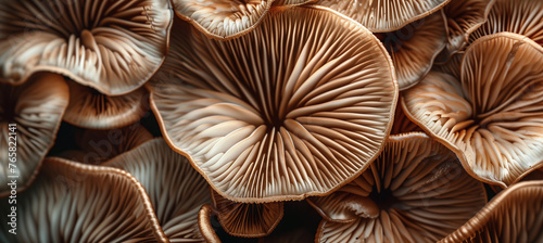 Mushroom Beauty Unveiled, Intricate Gills Close-Up