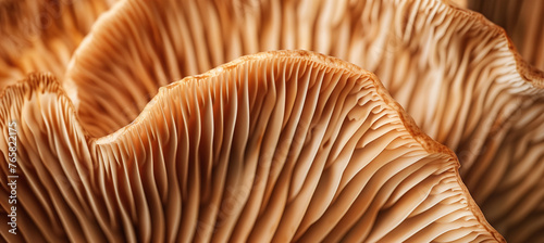 Mushroom Beauty Unveiled, Intricate Gills Close-Up