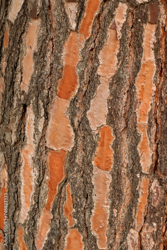 corteza del tronco de un pino piñonero