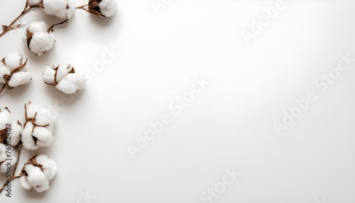 Dry cotton flower over white paper background photo