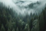 A dense forest with thick layer fog covering t trees