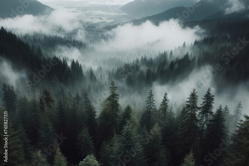 A dense forest with thick layer fog covering trees