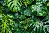 Close-up nature view of palms and monstera and fern leaf background
