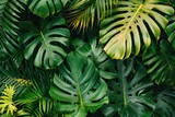 Close-up nature view of palms and monstera and fern leaf background