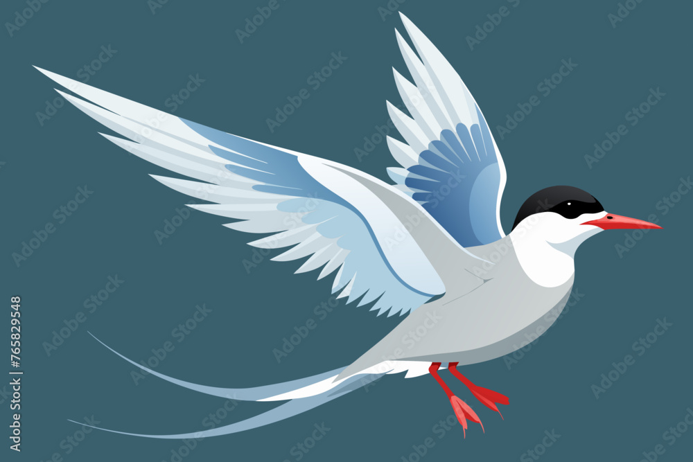 Fototapeta premium arctic tern vector arts illustration