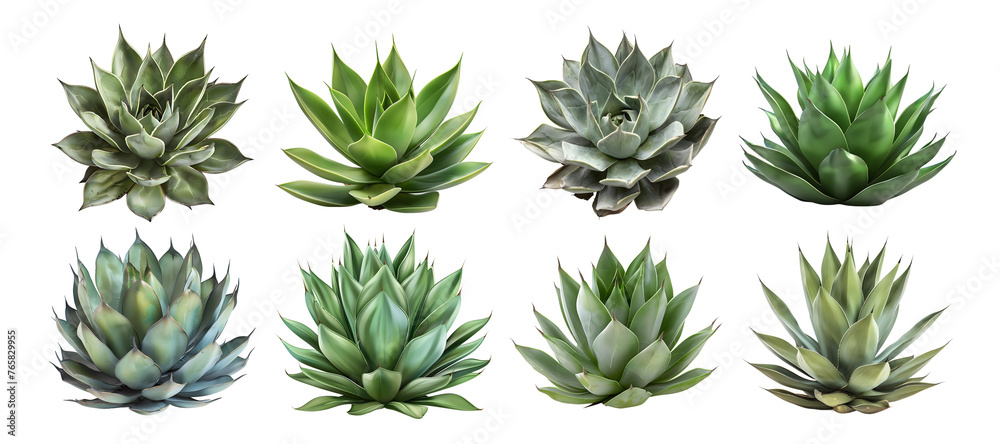 3D Rendering Pack of a Agave Montana on Transparent Background - Ai Generated
