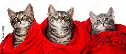 cute kittens with a red scarf