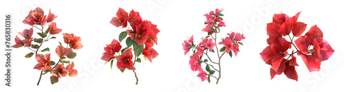 3D Rendering Pack of a Bougainvillea Flower on Transparent Background - Ai Generated