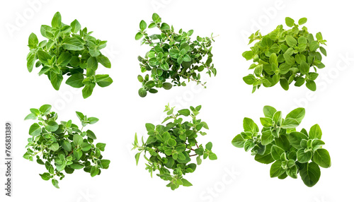 3D Rendering Pack of a Oregano Leaves on Transparent Background - Ai Generated