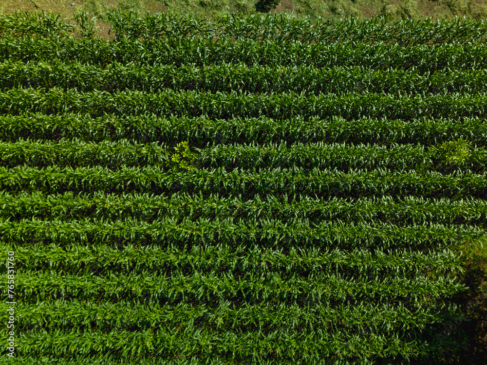 Agricultural corn field plantation from above, Chiriqui, Panama- stock photo Agricultural corn field plantation from above, Chiriqui, Panama- stock photo