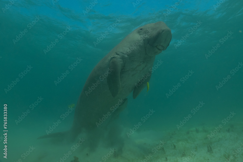 Obraz premium Manatee at the Sea of the Philippines 