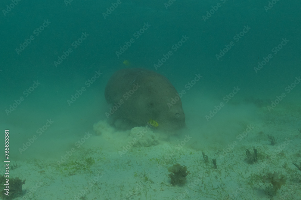 Manatee at the Sea of the Philippines
