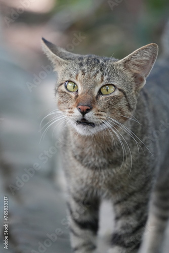 Fototapeta Naklejka Na Ścianę i Meble -  Beautiful wild cat in the park