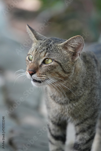 Photography Beautiful wild cat in the park