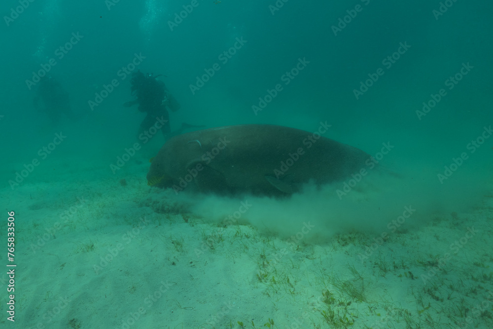 Fototapeta premium Manatee at the Sea of the Philippines 