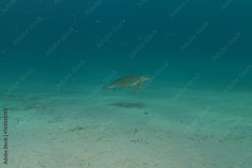 Fototapeta premium Hawksbill sea turtle at the Sea of the Philippines 