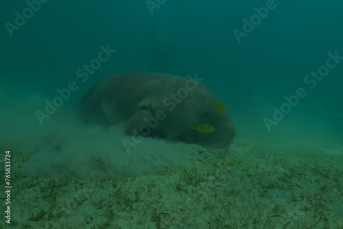 Manatee at the Sea of the Philippines 