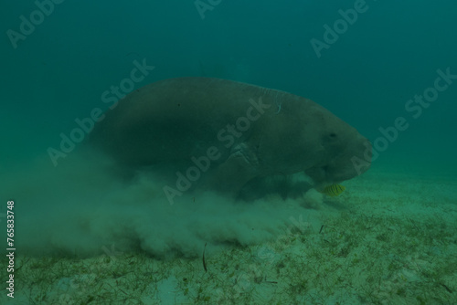 Manatee at the Sea of the Philippines 
