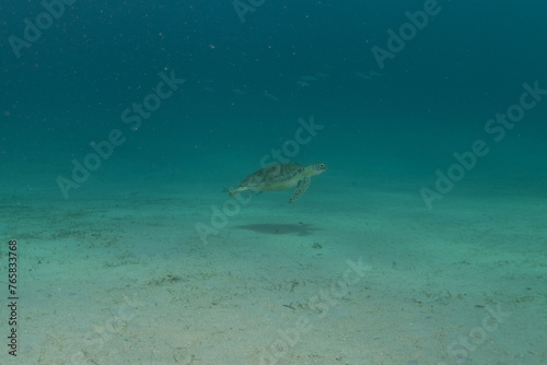 Hawksbill sea turtle at the Sea of the Philippines 