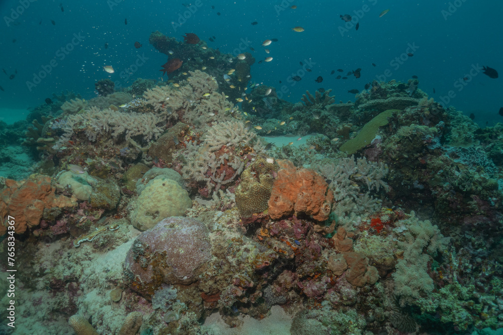 Coral reef and water plants at the Sea of the Philippines
