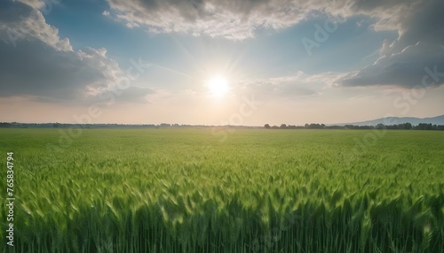 Green wheat field under sky