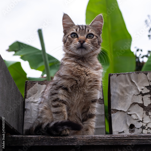 Homeless kitten from georgian village photo