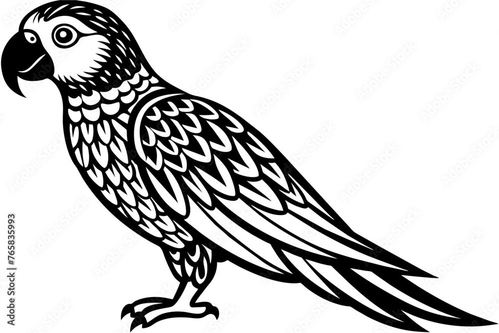 parrot-bird-vector-illustration
