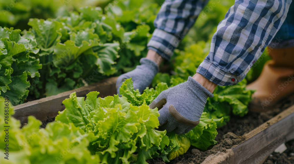 A pair of gloved hands tend to lettuce in a raised garden bed. A pair of gloved hands tend to lettuce in a raised garden bed.