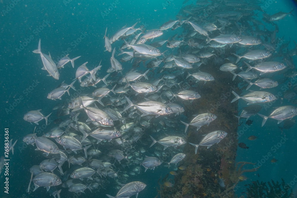 Fototapeta premium Fish swim in the Sea of the Philippines 