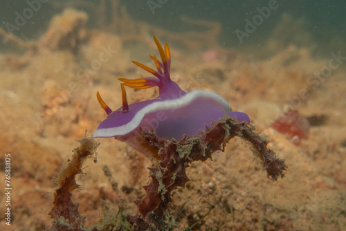Sea slug at the Sea of the Philippines
