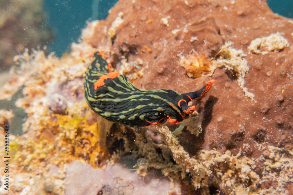 Sea slug at the Sea of the Philippines
