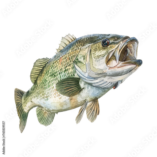 bass fish vector illustration in watercolour style