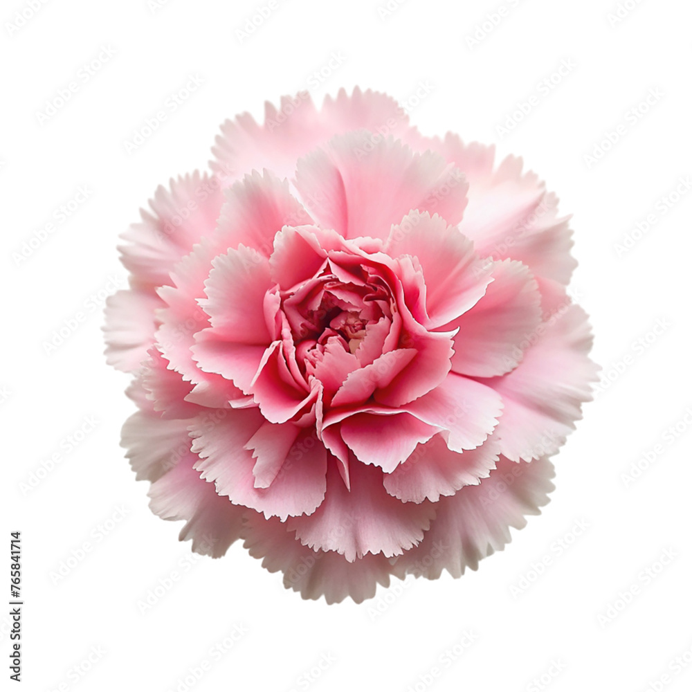 Pink carnation flower isolated on transparent background. Pink carnation flower isolated on transparent background.