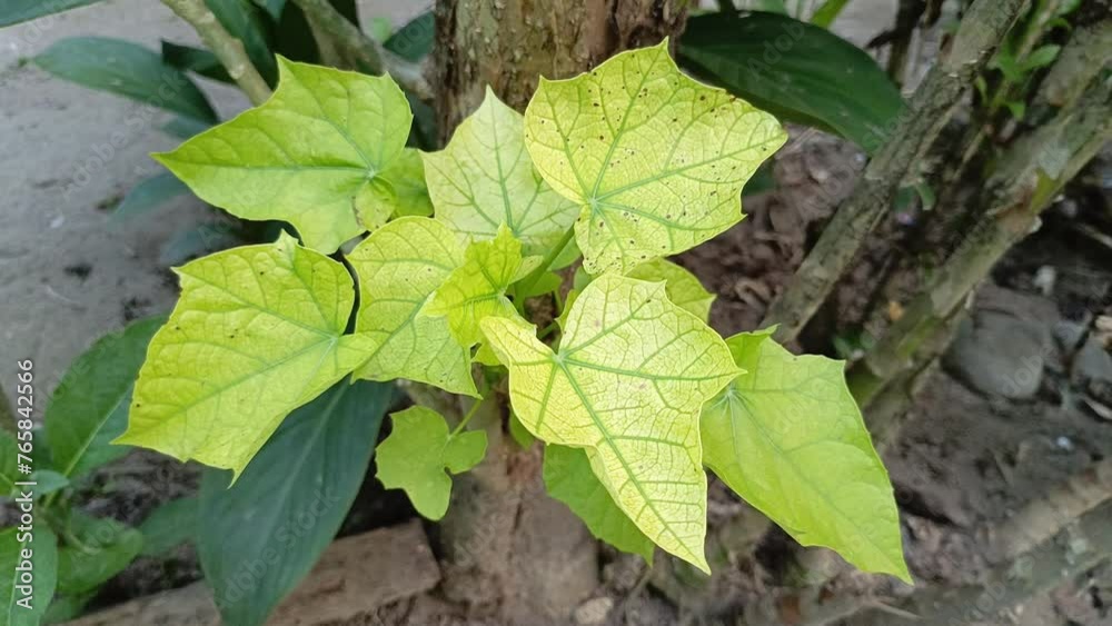 The leaves of the Jatropha curcas, also known as the castor bean plant, grow lushly in the yard of a home. These leaves are known to be used as ingredients in the preparation of herbal medicines.