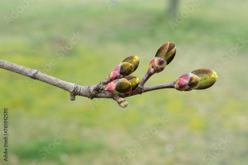 Close-up of maple tree buds in spring photo