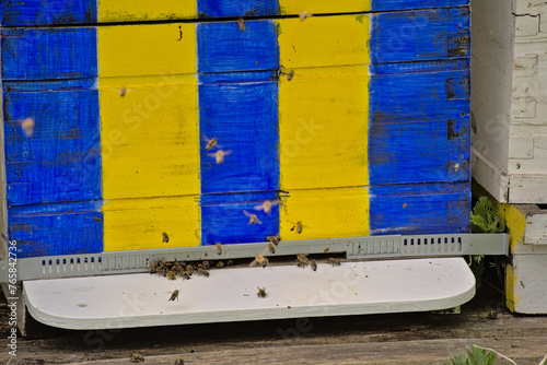 Bees leaving and entering a wooden beehive painted in blue and yellow photo